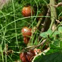 Lycopersicon esculentum 'Black Cherry' (2)